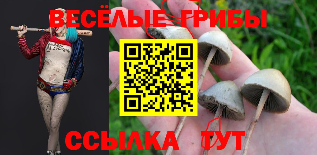 Галлюциногенные грибы мицелий  Галлюциногенные грибы Psilocybe  Черногорск  Вход с VPN 